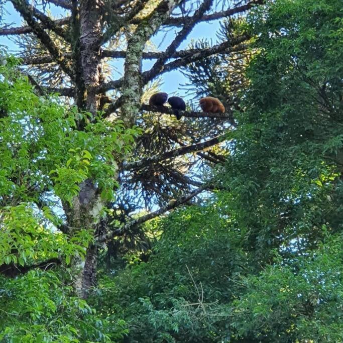 Sitio Recanto Feliz Gramado Eksteriør billede
